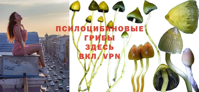 Галлюциногенные грибы MAGIC MUSHROOMS  Голицыно 